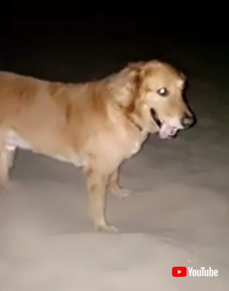 犬 ゴールデンレトリバー 穴掘り ワンコ かわいい 面白動画