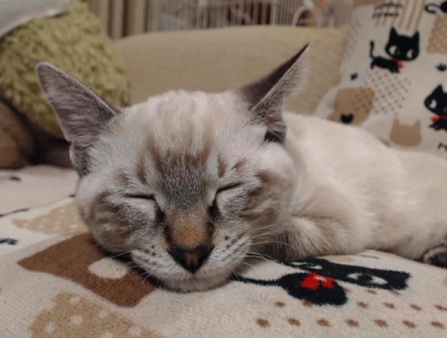 猫　成長　ビフォーアフター　子猫　半年　かわいい　パペットマペット　お笑い芸人