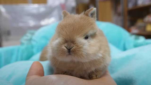 ウサギの赤ちゃんを手の上に乗せると あたたかさにスヤァと寝落ちする姿がたまらなくかわいい ねとらぼ ウサギの赤ちゃんを手の上に乗せると あたたかさにスヤァと寝落ちする姿がたまらなくかわいい ねとらぼ