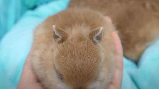 ウサギ 赤ちゃん 寝落ち 手の上 ネザーランドドワーフ