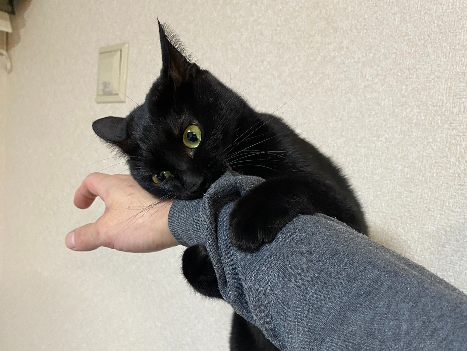 愛猫に手を伸ばす 腕をガシッ なでたい飼い主と阻止したい黒猫の攻防戦が 猫あるある で面白い ねとらぼ