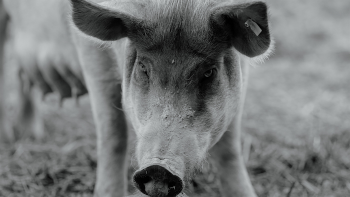 ブタさんがブヒブヒする日常ドキュメンタリー映画 Gunda グンダ が新しい形の脳トレだった 1 3 ページ ねとらぼ