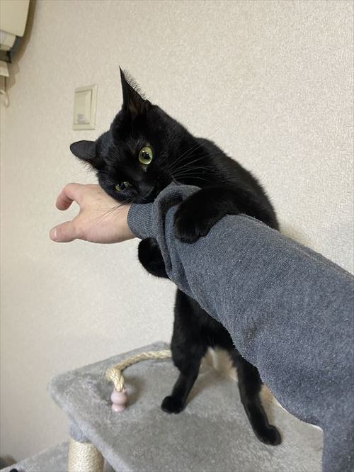 猫 黒猫 なで つかむ 腕