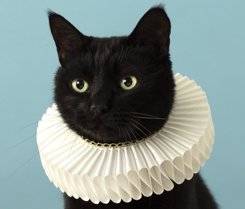 黒猫が“本気のエリザベスカラー”をつけたら…… 美しく高貴な姿に「気品