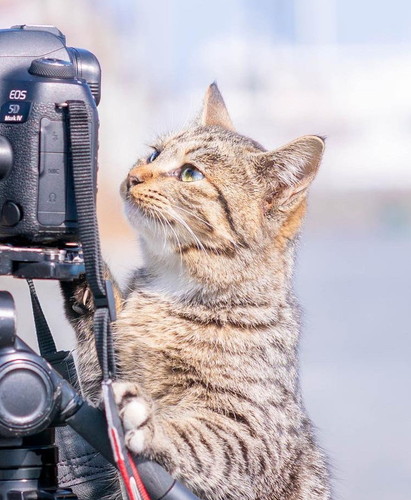 カメラをのぞく猫ちゃん カメラマン猫 かわいい 面白 子猫 地域猫