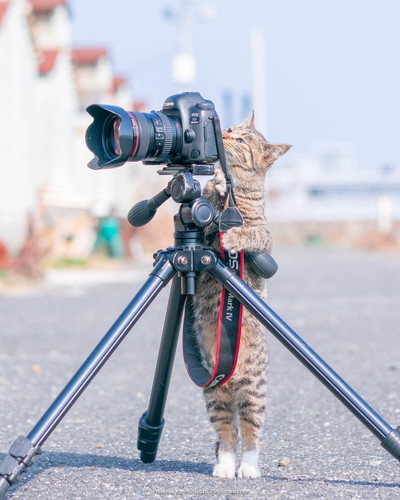 カメラをのぞく猫ちゃん カメラマン猫 子猫 地域猫 かわいい 猫面白