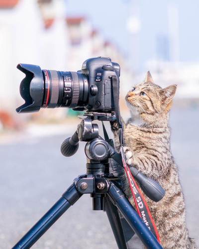 カメラをのぞく猫ちゃん カメラマン猫 かわいい 面白 子猫 地域猫