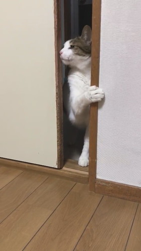 猫　引き戸　保護猫　かわいい　面白かわいい