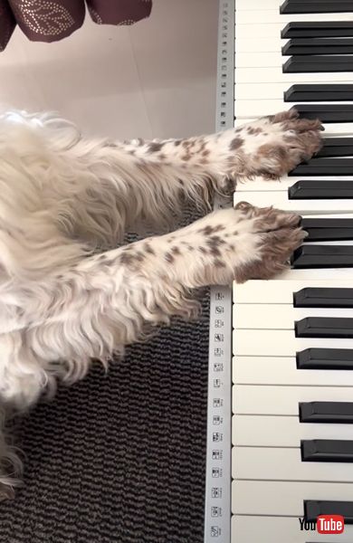 ピアノを弾くワンコの画像 イングリッシュ・スプリンガー・スパニエル　ピアノ 犬 面白動画 かわいい