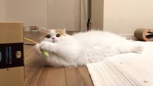 猫 レモンくん 必死すぎる 箱に入る 段ボール かわいい 面白動画