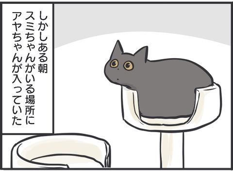 黒猫 スミ アヤ キャットタワー 場所 猫パンチ 猫