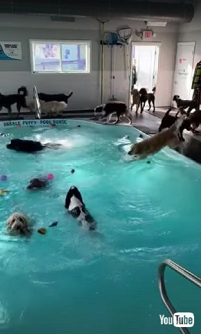 犬とプール