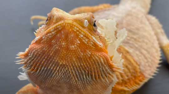 フトアゴヒゲトカゲの鼻に 幻のキノコ が生えた エノキみたいな脱皮ガラへの思わぬリアクションが面白い ねとらぼ