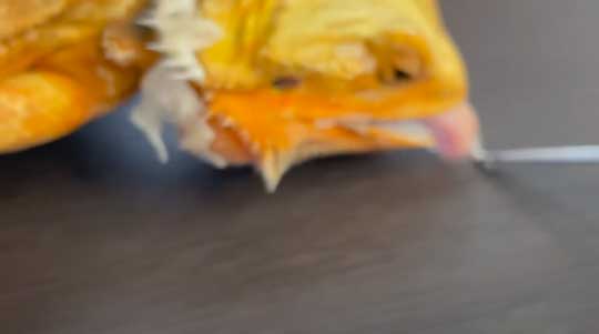 フトアゴヒゲトカゲ 鼻 幻のキノコ 脱皮 ガラ 鼻エノキ かわいい 面白動画