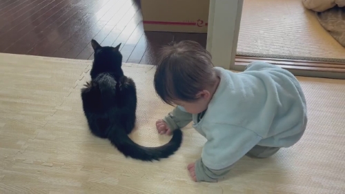 猫 黒猫 赤ちゃん 子守り かわいい 面白動画 子どもと猫 ほっこり