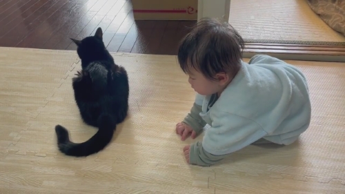 猫 黒猫 赤ちゃん 子守り かわいい 面白動画 子どもと猫 ほっこり