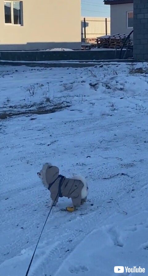 小型犬　シベリアンハスキー　雪道　散歩　吠える　靴