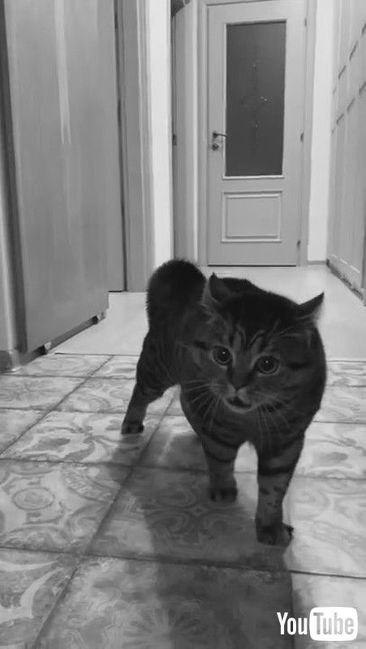 uConversational Cat with Unusual Meows || ViralHogv ׂL ʔ ˂ 킢 