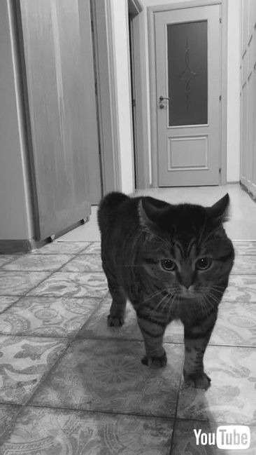 uConversational Cat with Unusual Meows || ViralHogv ׂL ʔ ˂ 킢 