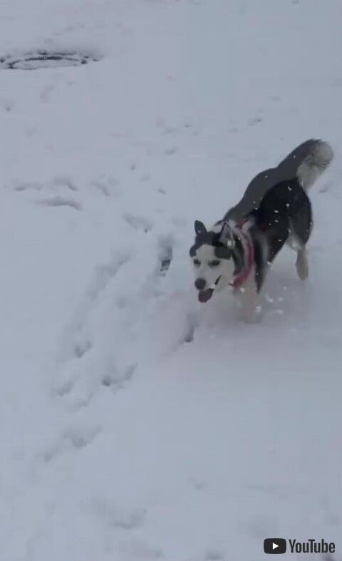 犬 シベリアンハスキー 雪　散歩　子犬　初めて　ワンコ　面白　かわいい