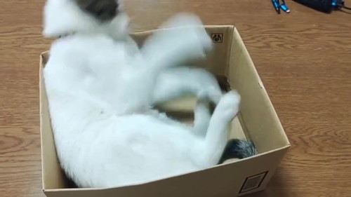 猫 大福 箱 しっぽ かむ ビックリ