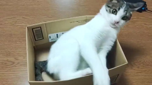 猫 にゃんだこれ カプッ イタッ 自分のしっぽを追いかけた猫のウッカリな結末がかわいくて笑っちゃう ねとらぼ