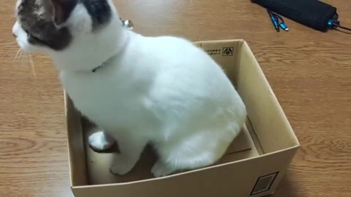 猫 大福 箱 しっぽ かむ ビックリ