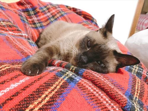 猫 シャム MIX あずき のべ子 枕 布団