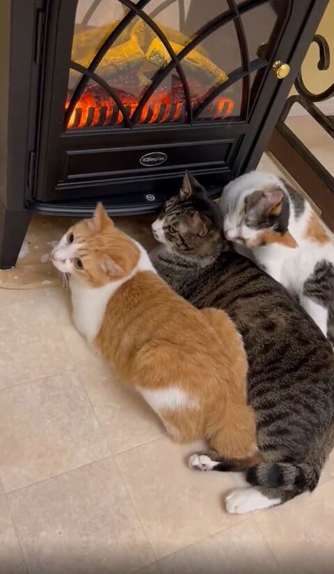 ハツくん 猫 暖炉 ストーブ
