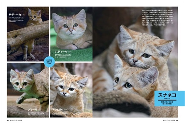 ネコ科大集結の 美しすぎるネコ科図鑑 が眼福 美しいモフモフたちをいつまでも眺めていたい 1 2 ページ ねとらぼ