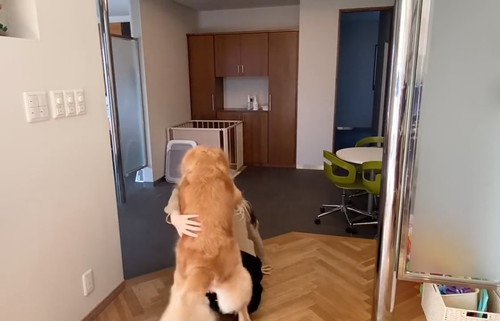 避難訓練 ワンコ 犬　ゴールデンレトリバー　賢い　動画