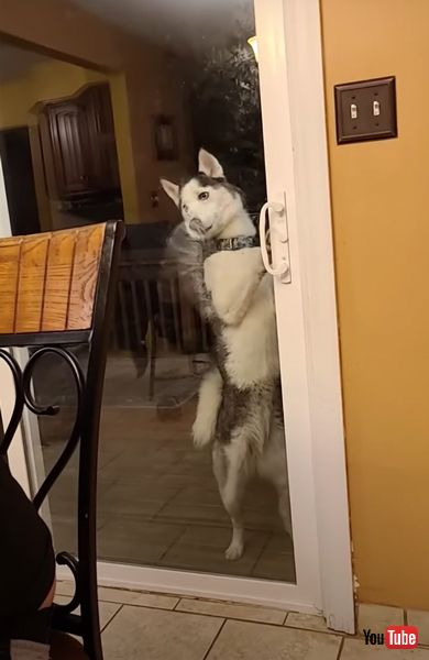 ドアをペロペロとなめる犬の画像