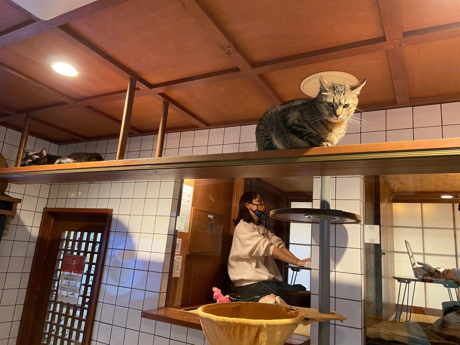 にゃんこに囲まれたら仕事もはかどる 大阪の和風ネコワーキングスペース 猫旅籠ワーク 全国コワーキングスペース探訪 1 2 ページ ねとらぼ