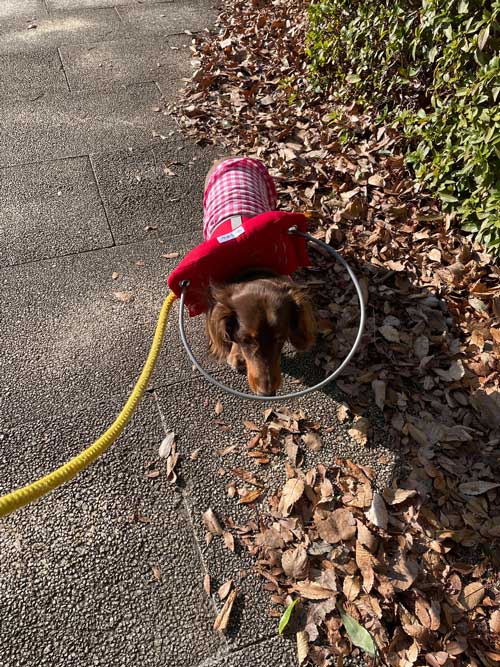 愛犬 失明 散歩 犬用白杖 リング ガード 盲犬杖 網膜変性症