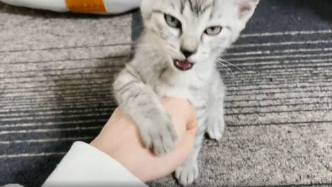 子猫 ととまる はんみ 怒る 指しゃぶり かわいい 動画