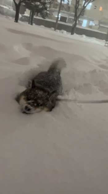 大雪 はしゃぐ 柴犬 保護犬 札幌 冬