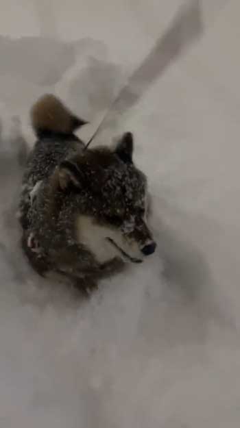 大雪 はしゃぐ 柴犬 保護犬 札幌 冬