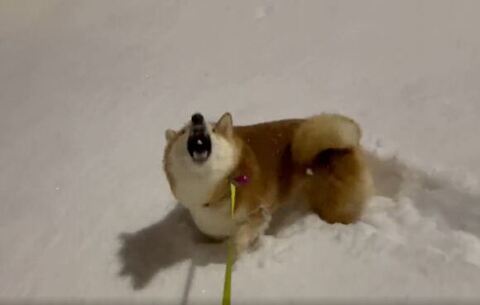 柴犬 雪が食べ放題だーっ 降る雪をお口でパクパクとキャッチするワンコの動画が面白かわいい ねとらぼ