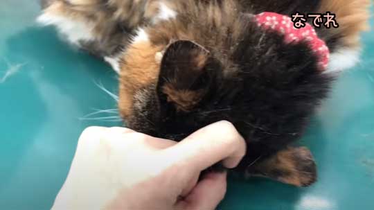 25歳 元気 猫 お手入れ 病院 定期検診 高齢  動物病院 獣医師 ねこ かわいい 癒やされる 動画