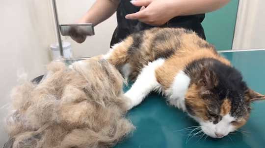 25歳 元気 猫 お手入れ 病院 定期検診 高齢  動物病院 獣医師 ねこ かわいい 癒やされる 動画