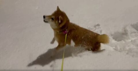 柴犬 ハルちゃん 雪 食べる ワンコ かわいい 動画 犬