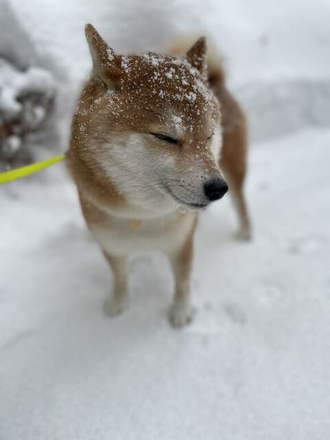 柴犬 ハルちゃん 雪 食べる 雪 食べる ワンコ かわいい 動画 犬