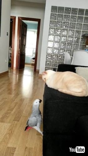 Teases Exasperated 猫 ヨウム 鳥 面白動画 海外 かわいい