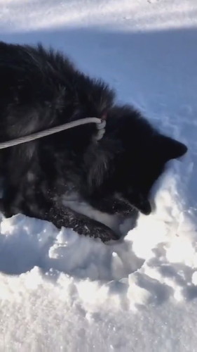 雪が好きでお散歩が進まないワンコ 秋田犬 動画 かわいい 面白 雪 お散歩 秋田犬保存会 akitainu dog