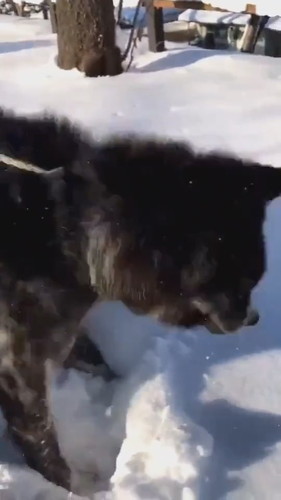 雪が好きでお散歩が進まないワンコ  秋田犬 動画 かわいい 面白 雪 お散歩 秋田犬保存会 akitainu dog