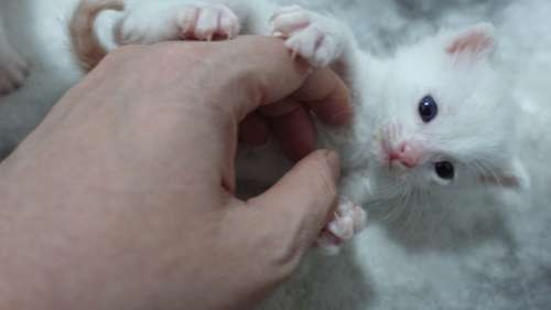 猫 保護子猫 フミフミ うどん職人 動画 かわいい 面白 癒やし