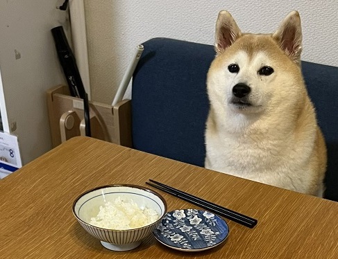 飼い主 普通に座ってるけど君のはないよ 犬 えっ 食卓に当たり前のようにいる柴犬の表情に思わず笑ってしまう ねとらぼ