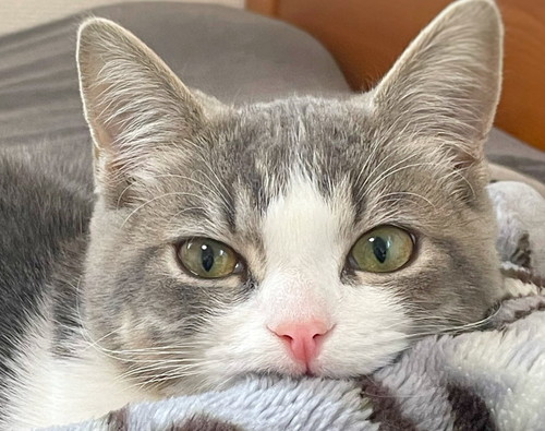 猫　子猫　ウィスカーパッド　あむあむ　毛布　かわいい　画像　マンチカン　足長マンチカン