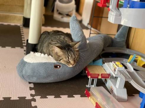 猫 ガン見 サメをこねる トラちゃん
