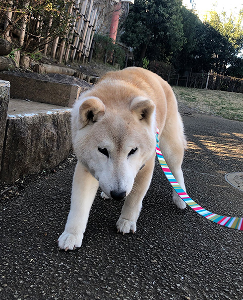 歩いてるだけで道行く人に褒められる17歳だよ おばあちゃん柴犬のしっかりとした足取りに元気をもらう ねとらぼ